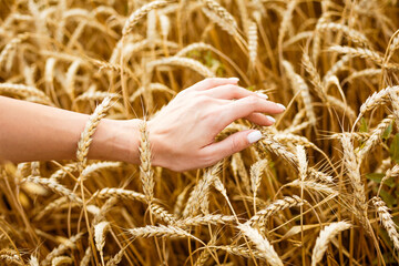 Woman hand touching wheat ears on field. Hands on the golden wheat field. Woman running her hand through some wheat in a field