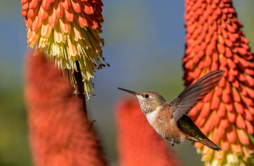 An Anna's hummingbird 