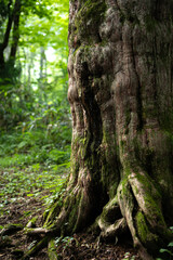 森林　苔　自然