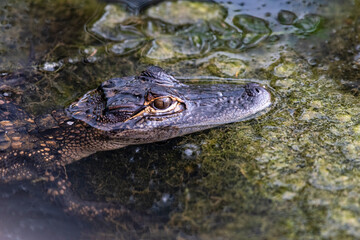 Juvenile Alligator