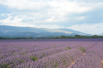 Fototapeta na wymiar lavender fields provence