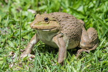 A frog on green grass in nature.