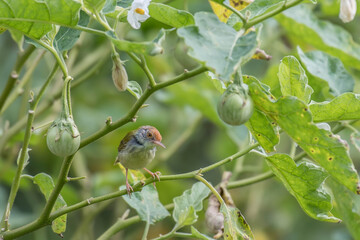 Common Tailorbird on a branch in the backyard