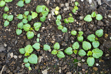 ムスクマロウの芽