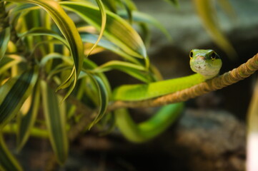 Obraz premium green tree snake