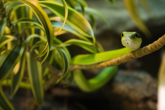 green tree snake