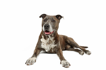 Obraz premium dog isolated