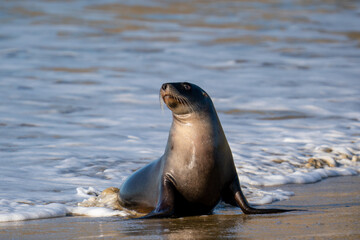 Naklejka premium New Zealand Hooker's Sea Lion on a beach in the Catlins