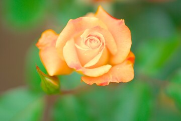 満開に咲き誇るバラ園