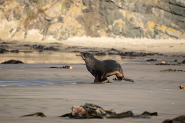 Fototapeta premium New Zealand Hooker's Sea Lion on a beach in the Catlins