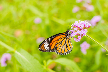 Orange butterfly on purple flower on green background.