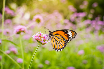 Orange butterfly on the purple flower on soft background.