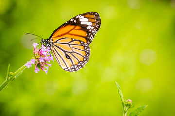 Fototapeta na wymiar Orange butterfly on purple flower on green background.