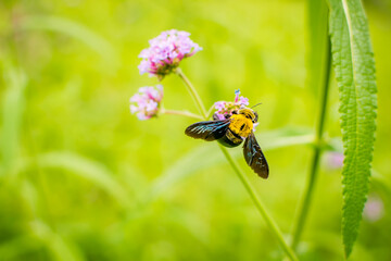 Xylocopa latipes, bumble beeon on purple flowers on green background.