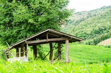 hut at corn field