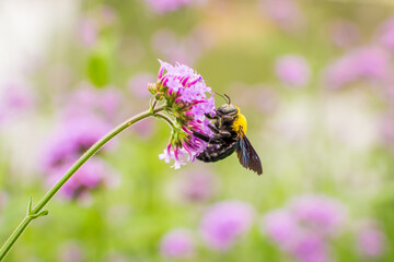 Xylocopa latipes, bumble beeon on purple flowers on soft background.