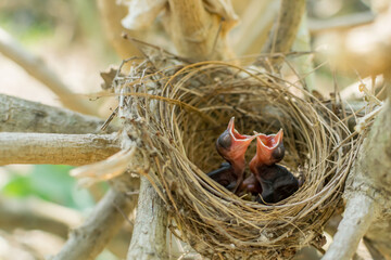 Baby bird in the nest on the tree.