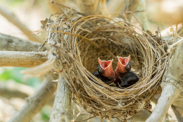 Baby bird in the nest on the tree.