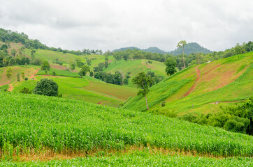 Shifting cultivation landscape of agriculture on the hill, bald mountain in Thailand - obrazy, fototapety, plakaty