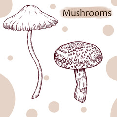 Vintage style mushrooms sketch, shiitake mushroom, toadstool, mystic forest elements, monochrome mushrooms illustration