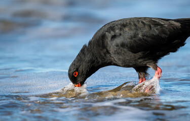 A black oystercatcher bird on a beach in New Zealand