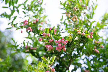 Fresh mango yawn lime booing or bengal currant, christs thorn or carunda or karonda sour fruit in thailand.