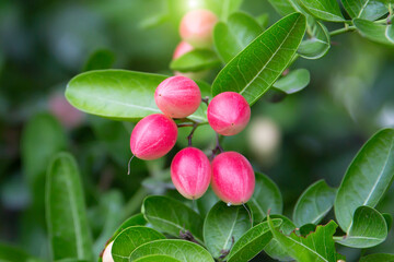 Fresh mango yawn lime booing or bengal currant, christs thorn or carunda or karonda sour fruit in thailand.