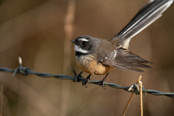 Naklejka premium A New Zealand Fantail bird perched on a barbed wire fence, known as a Piwakawaka
