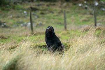 New Zealand Hooker's Sea Lion on a beach in the Catlins
