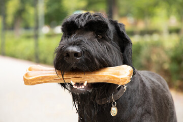 giant schnauzer with a bone in its teeth, dog food, a dog on a walk in a park