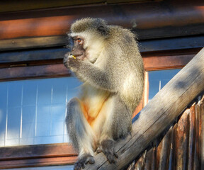 Vervet monkey with a scrap of plastic 