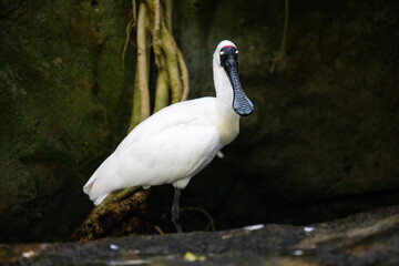 spoonbill