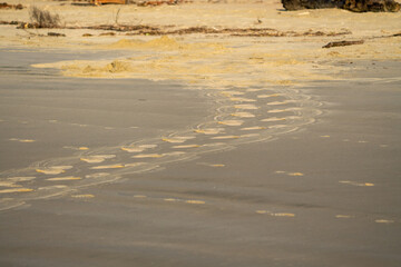 A Hooker's Sea Lion tracks on a beach in the Catlins New Zealand