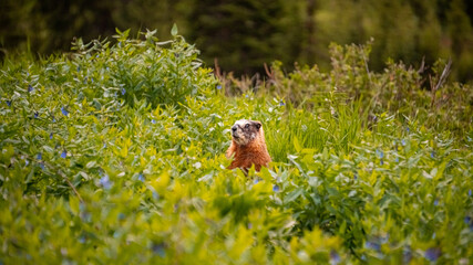 Yellow Bellied Marmot Standing in A Meadow