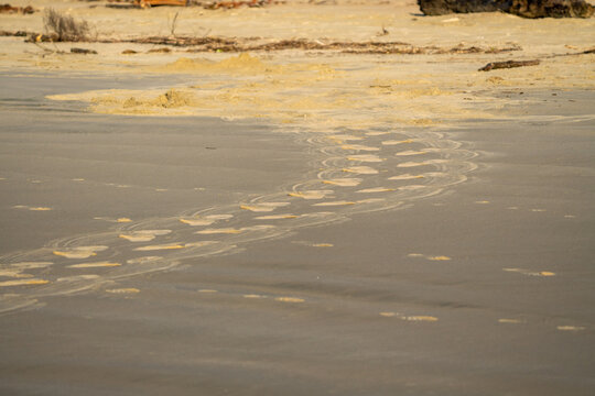 A Hooker's Sea Lion tracks on a beach in the Catlins New Zealand