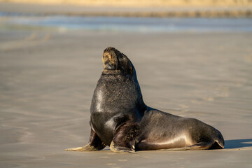 Naklejka premium A Hooker's Sea Lion on a beach in the Catlins New Zealand