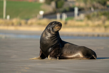 Obraz premium A Hooker's Sea Lion on a beach in the Catlins New Zealand