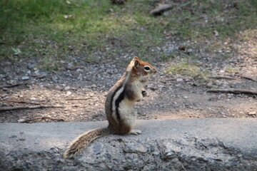 Squirrel Standing, Banff National Park, Alberta