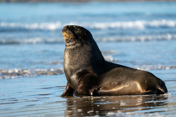 A Hooker's Sea Lion on the shoreline in the Catlins New Zealand