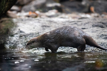 otter in the water