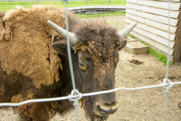 Yaks, cows, herd of cows, big animals, farm, hacienda, milk, travel, vacation, village, herbivores,...