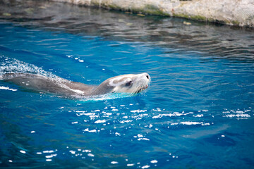 seal in water