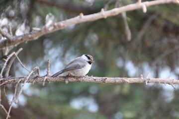 Bird Resting On The Branch, Banff National Park, Alberta