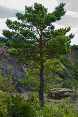 Hady quarry tree and stone