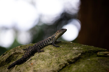 lizard on a rock