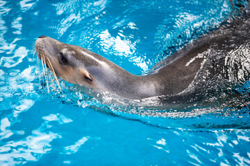 dolphin in the water