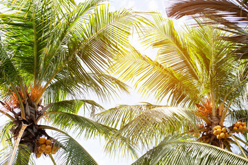 Fototapeta na wymiar tropical palm leaf background, coconut palm trees perspective view