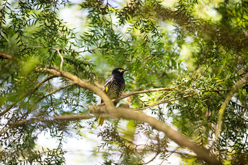 bird on a tree