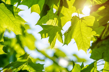 Obraz premium Green nature background with maple leaves 