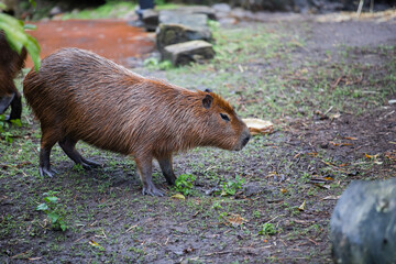wild boar in the woods